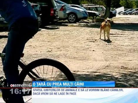 O tara cu prea multi caini! Zeci de oameni ajung la spitale, zilnic, cu muscaturi