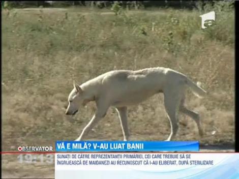 O femeie are 500 de caini, intr-o curte de la marginea Capitalei