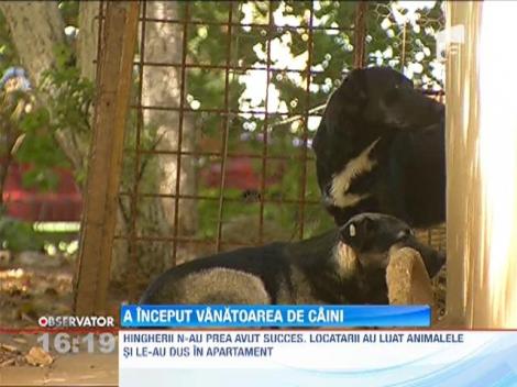 A inceput vanatoarea de maidanezi