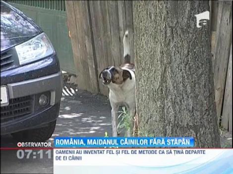 Romania, maidanul cainilor fara stapan