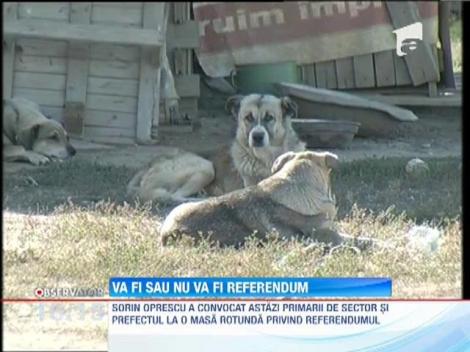 Disputa pe referendumul care va decide soarta maidanezilor