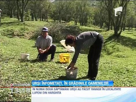 Ursii fac ravagii in Harghita