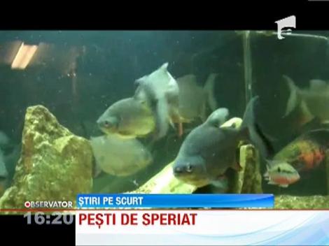 O specie inrudita cu pestele Piranha a creat panica pe Sena