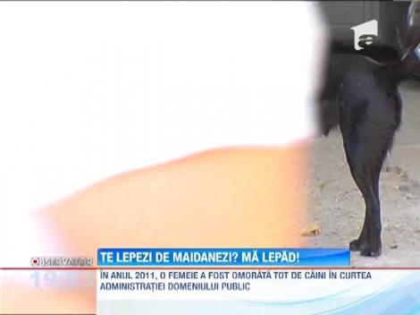 Institutiile se leapada de problema maidanezilor, ca de Satana