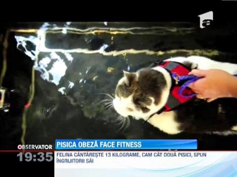 O pisica obeza din statul american Tennessee lupta in sala de fitness cu kilogramele in plus