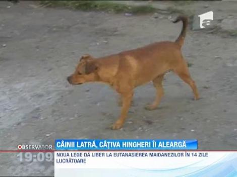 Pe strazile din sectorul 4 a pornit vanatoarea de maidanezi