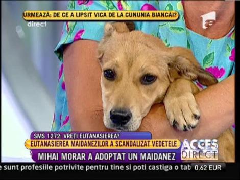 Mihai Morar a adoptat un maidanez
