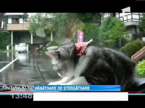 Pisica, la vanatoare de stergatoare