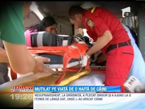 IMAGINI SOCANTE! / Mutilat pe viata de o haita de caini