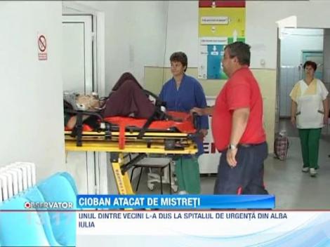 Barbat din Alba, atacat de porci mistreti