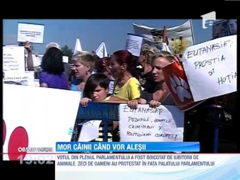 UPDATE / Legea eutanasierii cainilor fara stapan, adoptata