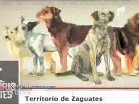Adoptii de caini prin metoda Costa-Rica