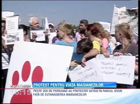 Protest pentru viata cainilor