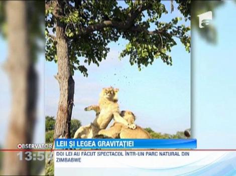 Leii si legea gravitatiei