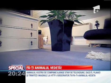 Fa-ti animalul vedeta! Jack, un terrier indragostit de fotbal