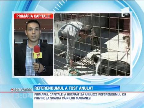 Referendumul privind soarta cainilor maidanezi, anulat