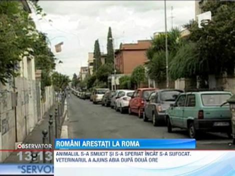 Doi romani au asmutit cainele asupra carabinierilor, la Roma