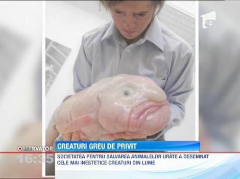 VIDEO! Cele mai urate animale din lume