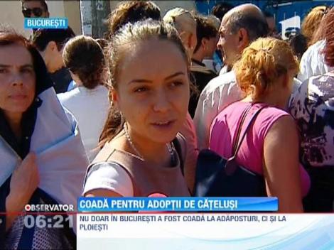 Coada pentru adoptii de catelusi