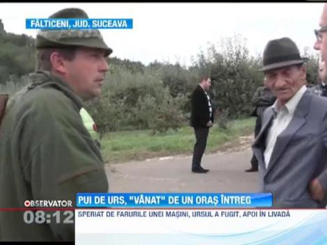 Pui de urs, "vanat" de un oras intreg