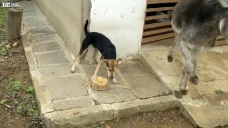 VIDEO! Un caine, mai egoist decat "prevede legea"