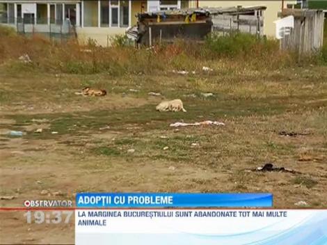 Probleme la adoprtiile cainilor vagabonzi