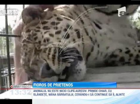 Un leopard se alinta mai ceva ca o pisica atunci cand ingrijitorul il mangaie
