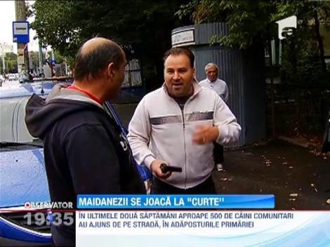 Legea maidanezilor, atacata la Curtea Constitutionala
