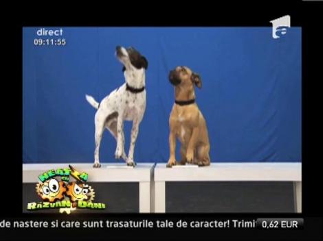 12 catei, vedetele trupei OK Go