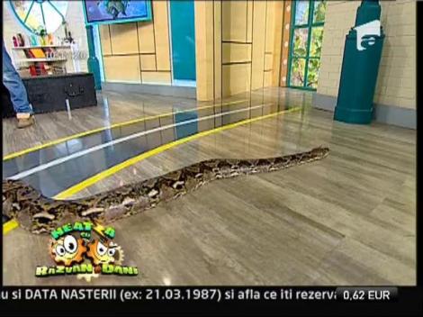 Aligatori si serpi, in platoul de la "Neatza cu Razvan si Dani"