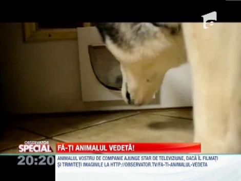 Cearta intre caini printr-o usa destinata pisicilor!