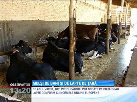 De anul viitor, producatorii pot scoate pe piata doar lapte conform cu normele Uniunii Europene