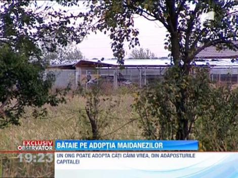 Bataie pe adoptia maidanezilor