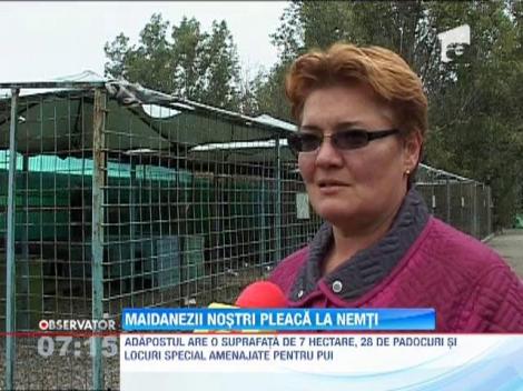 Ironia sortii: Cel mai mare adapost de maidanezi din lume se afla in Romania