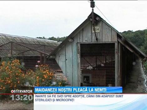 Maidanezii nostri pleaca la nemtii