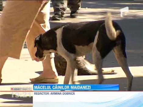 IMAGINI SOCANTE! / In adapostul din Ploiesti, cainii se sfasie unii pe altii