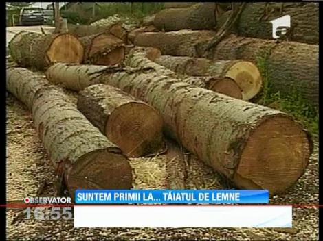 Un roman are sansa sa devina campion mondial la taiatul de lemne