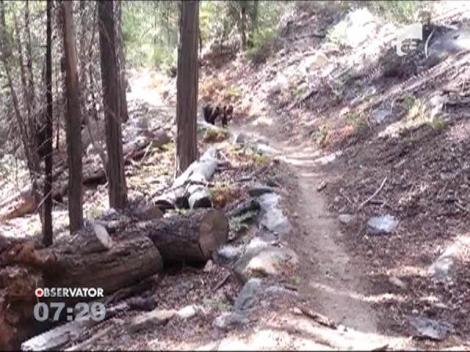 Un turist american a convins un urs sa-l ocoleasca