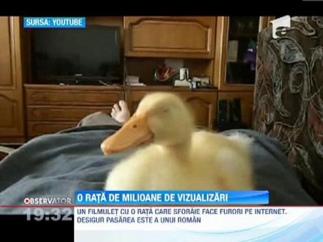 VIRAL! O rata face furori pe internet. Asculta cum sforaie!