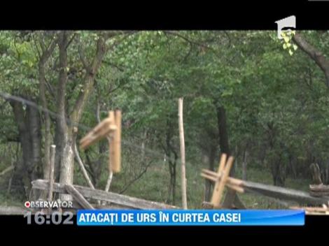 O ursoaica a atacat doi barbati in judetul Dambovita