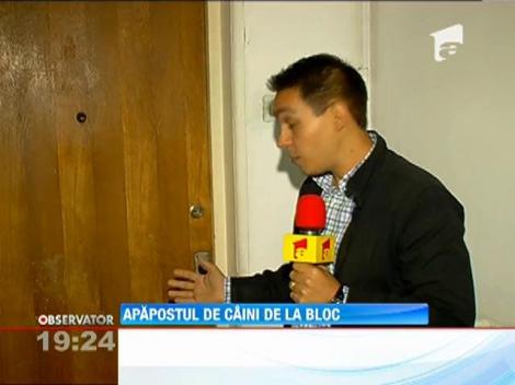 Adapostul de caini de la bloc