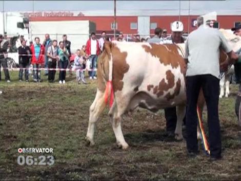 Concursul "Miss Vacuta 2013" s-a desfasurat la Arad