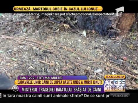 Cadavrele carbonizate ale unor caini de lupta, gasite pe malul lacului Tei