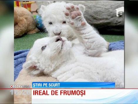 Doi pui de lei albi fac senzatie intr-o gradina zoologica din Tazmania