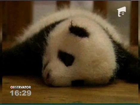 Si puii de panda sunt multi in China! 14 "bucati" au venit pe lume la o Gradina Zoologica 