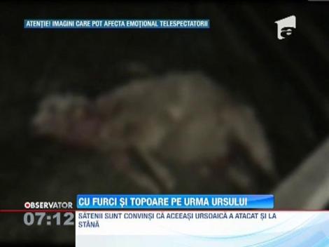 Ursul care a ranit 3 barbati in Dambovita a coborat din nou din padure si a atacat o stana