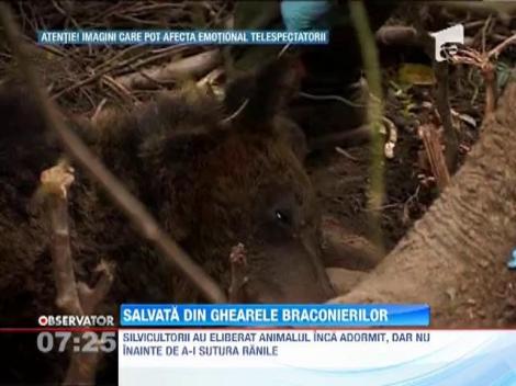 IMAGINI SOCANTE! / Urs salvat din capcana unor braconieri