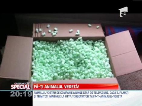 Fa-ti animalul vedeta! Dihorii jucausi