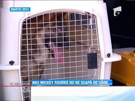 Actorul Mickey Rourke va construi un adăpost de 250.000 de dolari pentru maidanezii din România