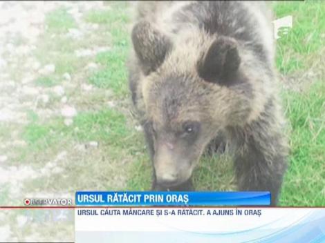 Un pui de urs si-a facut aparitia la intrarea in orasul Campulung